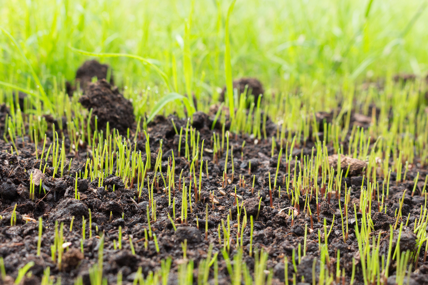 Can I Simply Scatter Grass Seed on My Lawn Tips For Overseeding